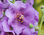 Verbascum sugarplum