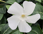 Vinca minor alba