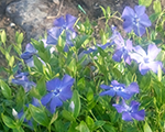 Vinca minor blue