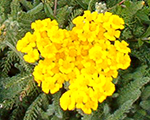 Achillea tomentosa aurea