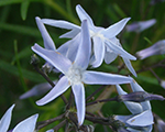 Amsonija hubritha
