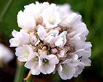 Armeria maritima armadawhite