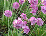 Armeria maritima brightness