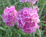 Armeria maritima greatness