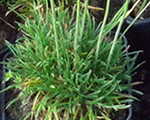 Armeria maritima minor