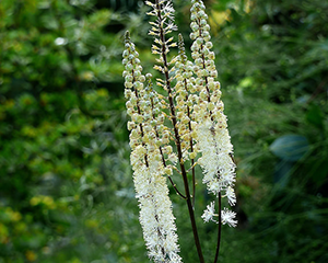 Sudrabsvece aveņlapu