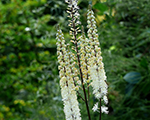 Cimicifuga racemosa var cordifolia