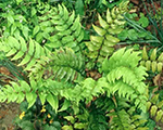 Cyrtomium fortunei clivicola