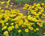 Doronicum littleleo