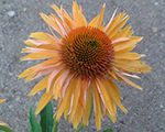 Echinacea bigkahuna