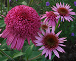 Echinacea secretaffair