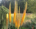 Eremurus isabellinus cleopatra