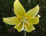 Erythroniumtuolumnense pagoda