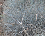 Festuca glauca brightheaven