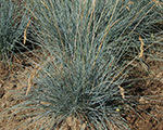 Festuca glauca foggy