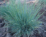 Festuca glauca soldier