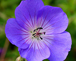 Geranium rozanne