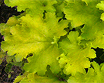 Heuchera limerickey