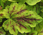 Heucherella solarpover