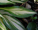 Hosta cherryberry