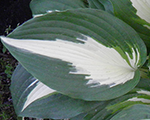 Hosta nightbeforechristmas