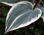 Hosta elnino