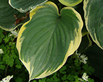 Hosta sagae