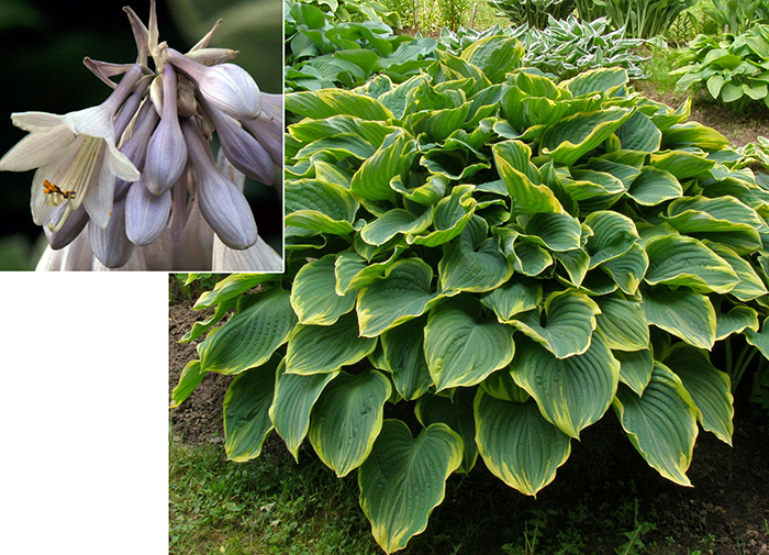 Ziemcietes - Hostas (3/4) / Stādu audzētava "Baižas"