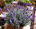 Lavandula hidcote blue