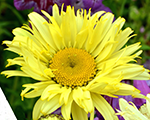 Leucanthemum goldfinch