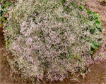 Limonija platlapu