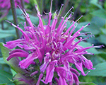 Monarda darkponticum