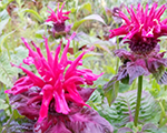 Monarda dviinjziedu fireball