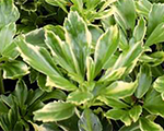 Pachysandra terminalis silveredge