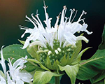 Monarda beebright