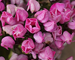 Phlox pan butonik