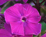 Phlox pan dusterlohe