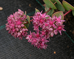Sedum ewersii brightpink