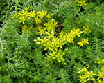 Sedum sexangulare hedgehog