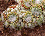 Sempervivum arachnoideum topos