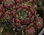 Sempervivum arachnoideum saartais