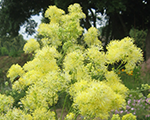 Thalictrum flavum ssp glaucum