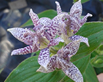 Tricyrtis hirta miyazaki