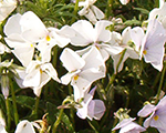 Viola cornuta alba