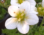 Saxifraga arendsii alba