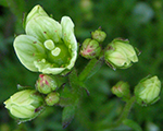 Saxifraga arendsii greenstone
