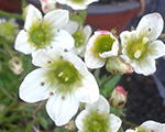 Saxifraga arendsii snowfall