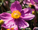 Anemone summerbreeze