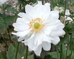 Anemone whirlwind