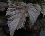 Astilbe chocolateshogun